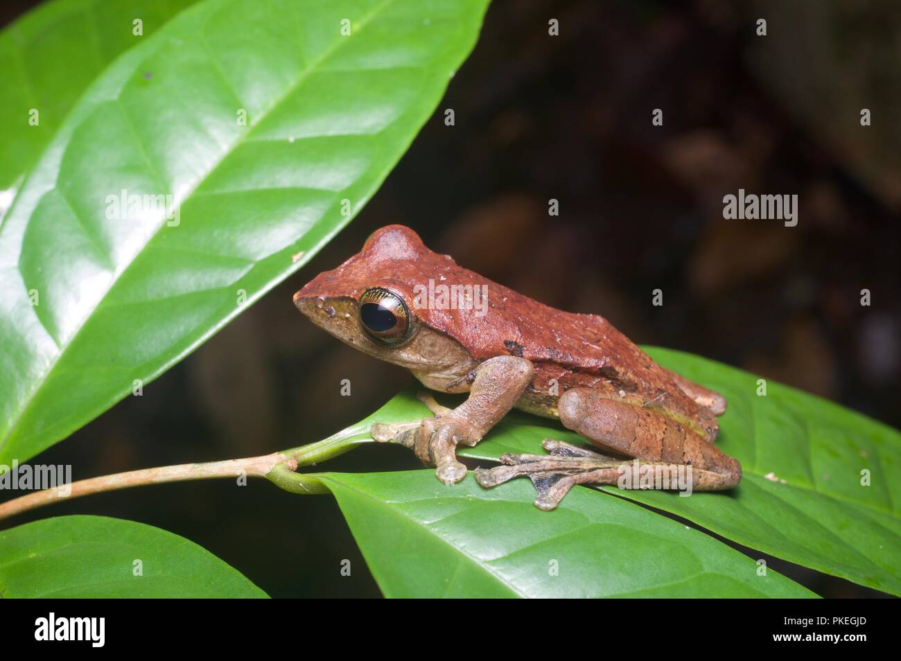 Un Harrisson's Flying Frog (Rhacophorus harrissoni) di notte nel Parco Nazionale di Gunung Mulu, Sarawak, Est Malesia, Borneo Foto Stock