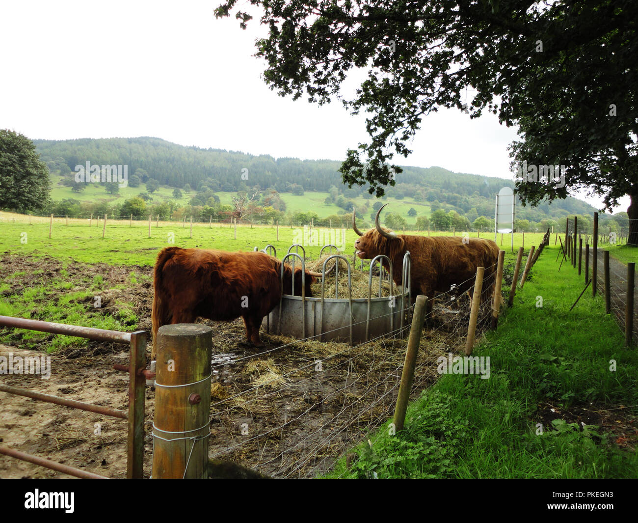 Scozzesi il pascolo di bestiame in una fattoria nelle highlands. Bos taurus vacche. Dalle lunghe corna e peloso Highland scozzesi il bestiame. Foto Stock