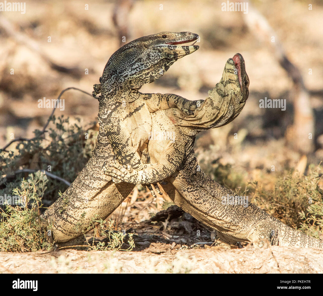 Due Australian iguana / pizzo varani coniugata in wild at Culgoa Parco Nazionale in outback NSW Foto Stock
