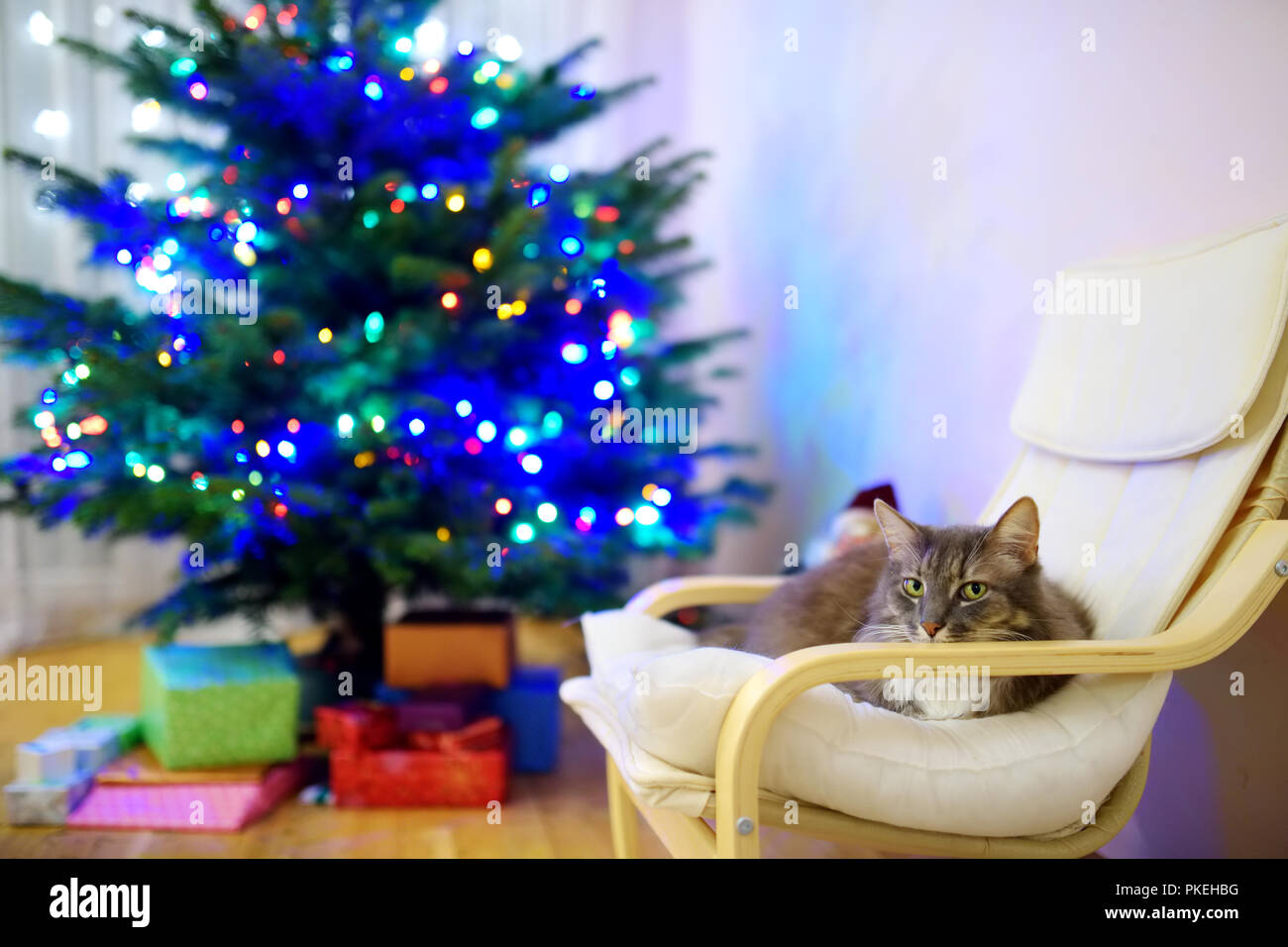 Simpatico gatto grigio dormire in una sedia il giorno di Natale. Trascorrere il tempo con la famiglia e gli animali domestici a Natale. Celebrare il Natale a casa. Foto Stock