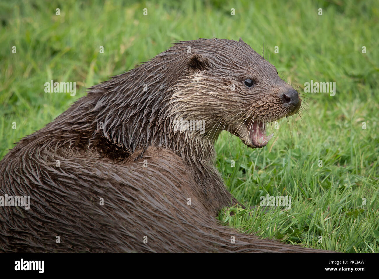 Un close up ritratto di una lontra con la bocca aperta e lo sguardo a destra Foto Stock