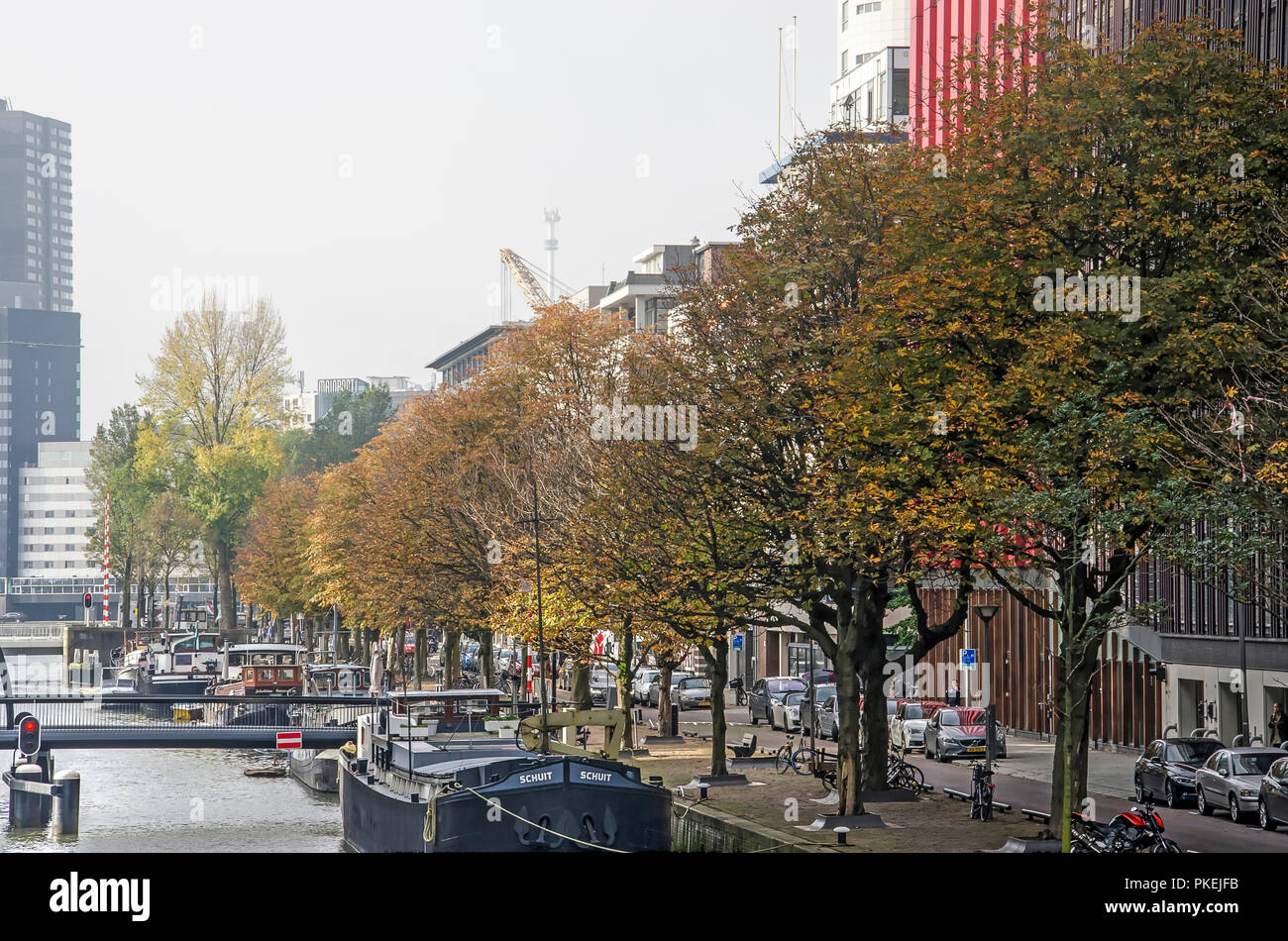 Rotterdam, Paesi Bassi, ottobre 26, 2017: Linea di alberi in autunno colori sulla banchina del porto di Wijnhaven Foto Stock