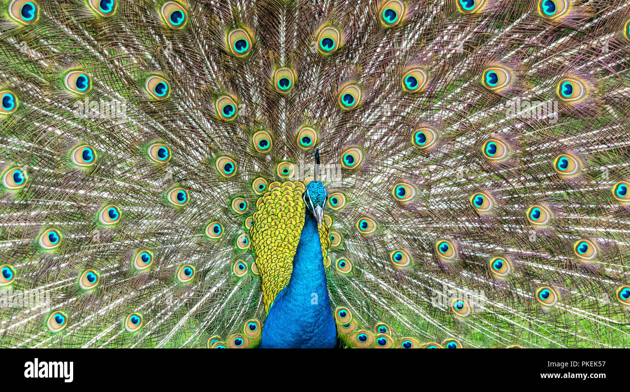 Un indiano Peacock piumaggio Foto Stock