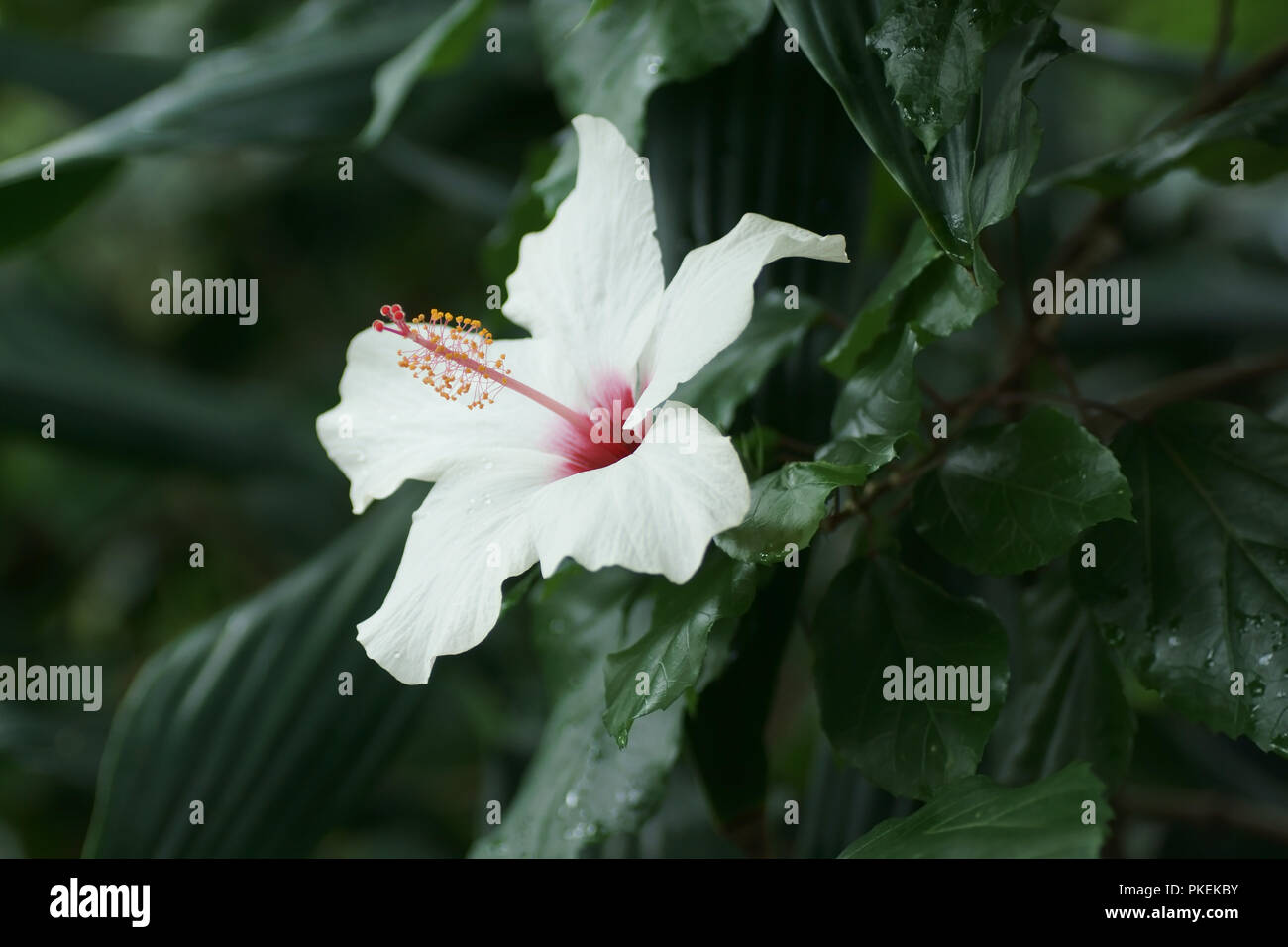 Hibiscus 'ali bianche" Foto Stock