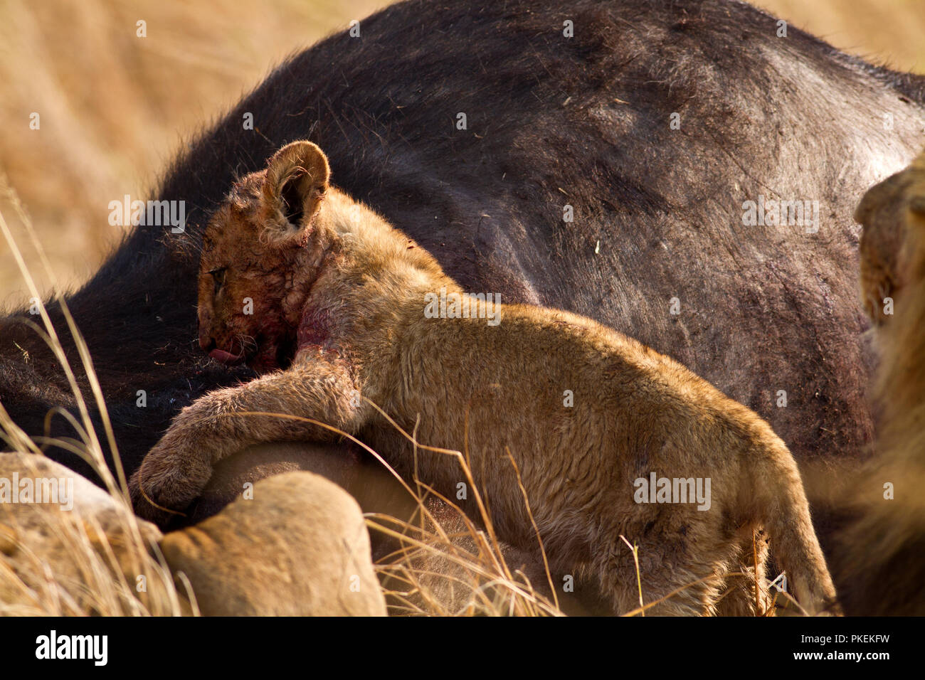 Un LION CUB si unisce al resto dell'orgoglio sotto l'occhio vigile del maschio per godere di una festa in una bufala appena ucciso. Foto Stock