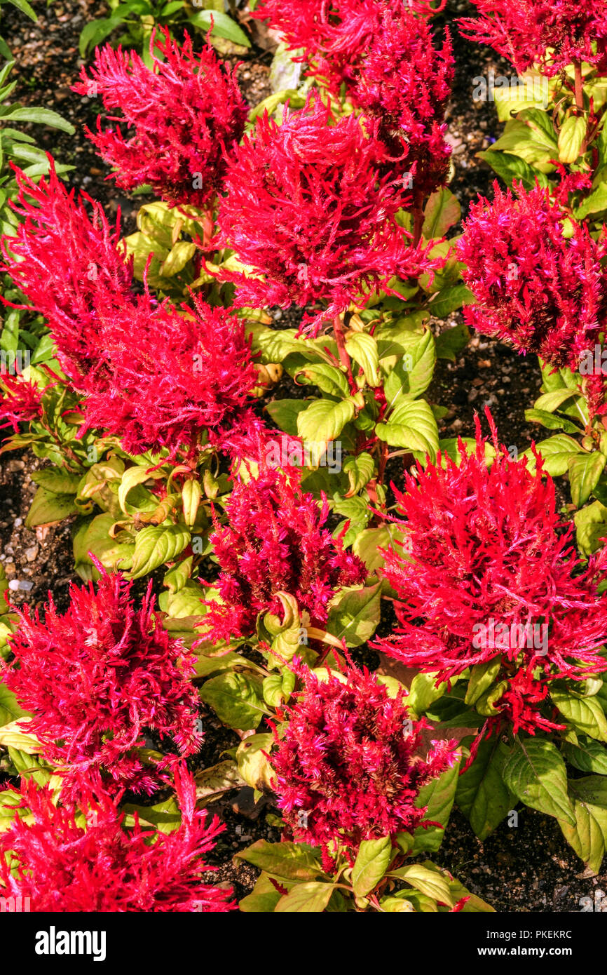 Red Cockscomb, Celosia argentea 'Arrabona' fiori di piante Foto Stock