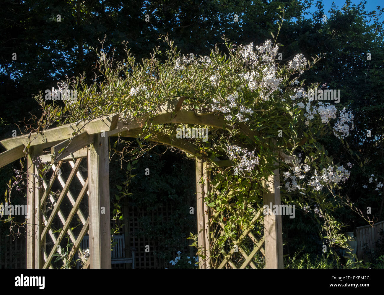 Bianco Fiori di gelsomino che cresce su un giardino arch. Jasminum officinale Foto Stock