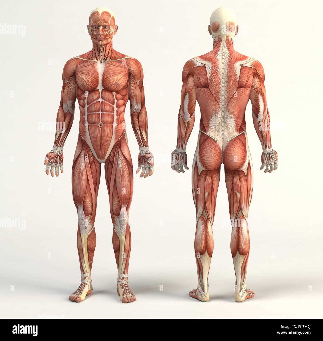 Illustrazione digitale del sistema muscolare Foto Stock