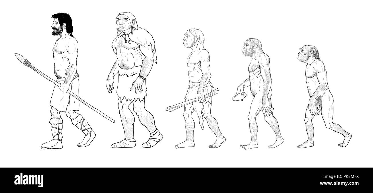 Evoluzione umana illustrazione digitale, homo erectus, australopithecus, Homo habilis, neanderthal, cromagnon Foto Stock