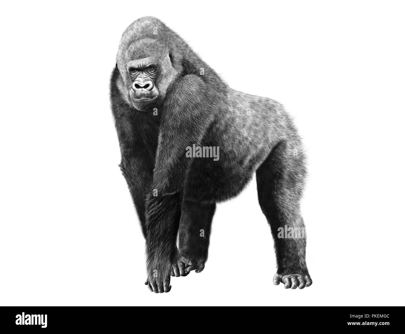 Matita digitale illustrazione di un gorilla Foto Stock
