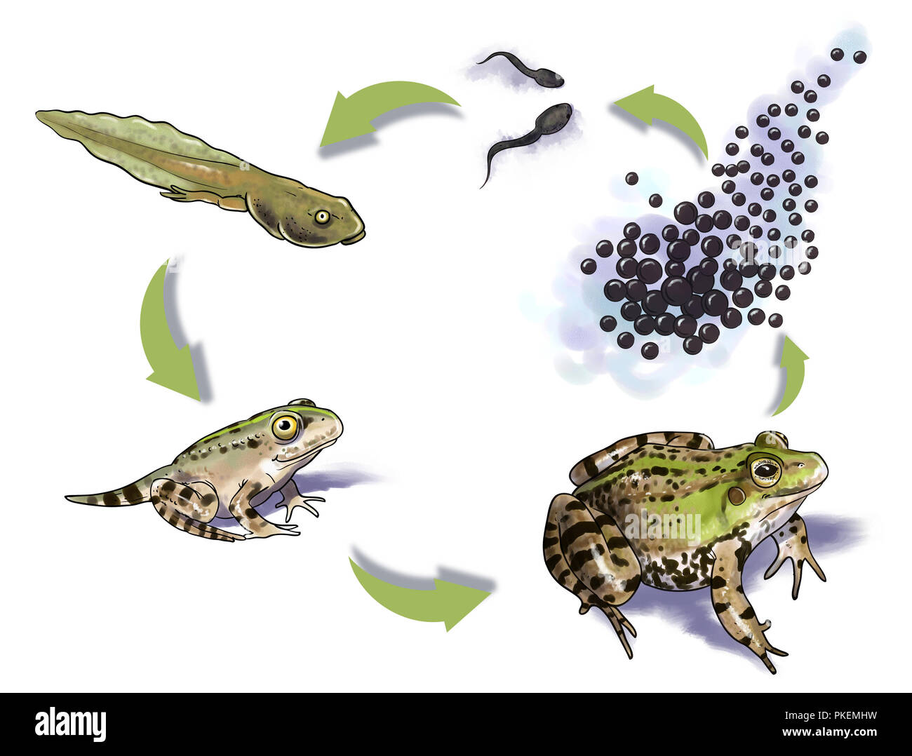 Illustrazione Digitale di una rana del ciclo di vita Foto Stock