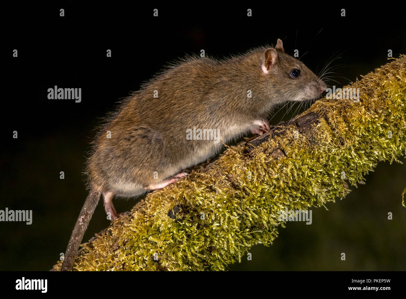 Wild marrone (ratto Rattus norvegicus) passeggiate sul log di notte. Fotografie ad alta velocità immagine Foto Stock