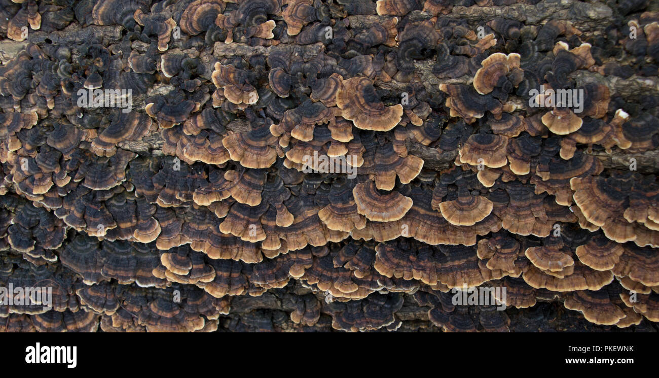 Close up il tacchino selvatico funghi di coda. Close up di funghi usati in rimedi naturali per la lotta contro il cancro e lo stato di salute generale. Foto Stock
