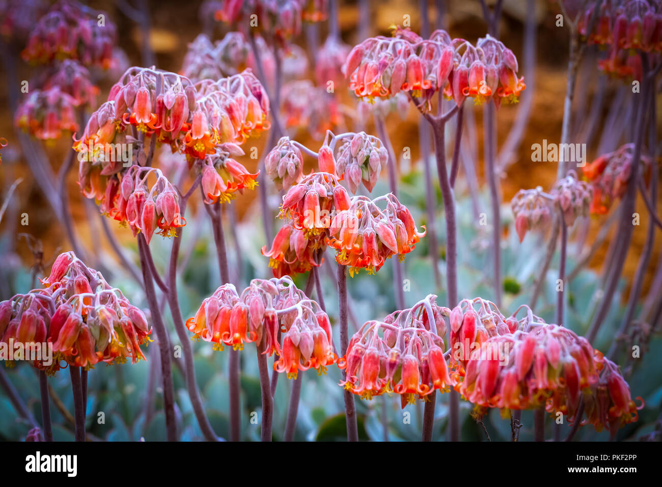 Bloom di Aloe Foto Stock Bloom di Aloe Foto Stock