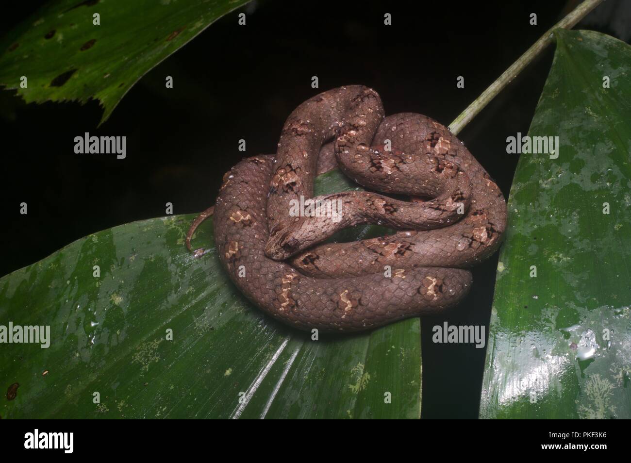 Un comune Mock Viper (Psammodynastes pulverulentus) avvolta su una foglia bagnata in Ranau, Sabah, Malaysia orientale, Borneo Foto Stock