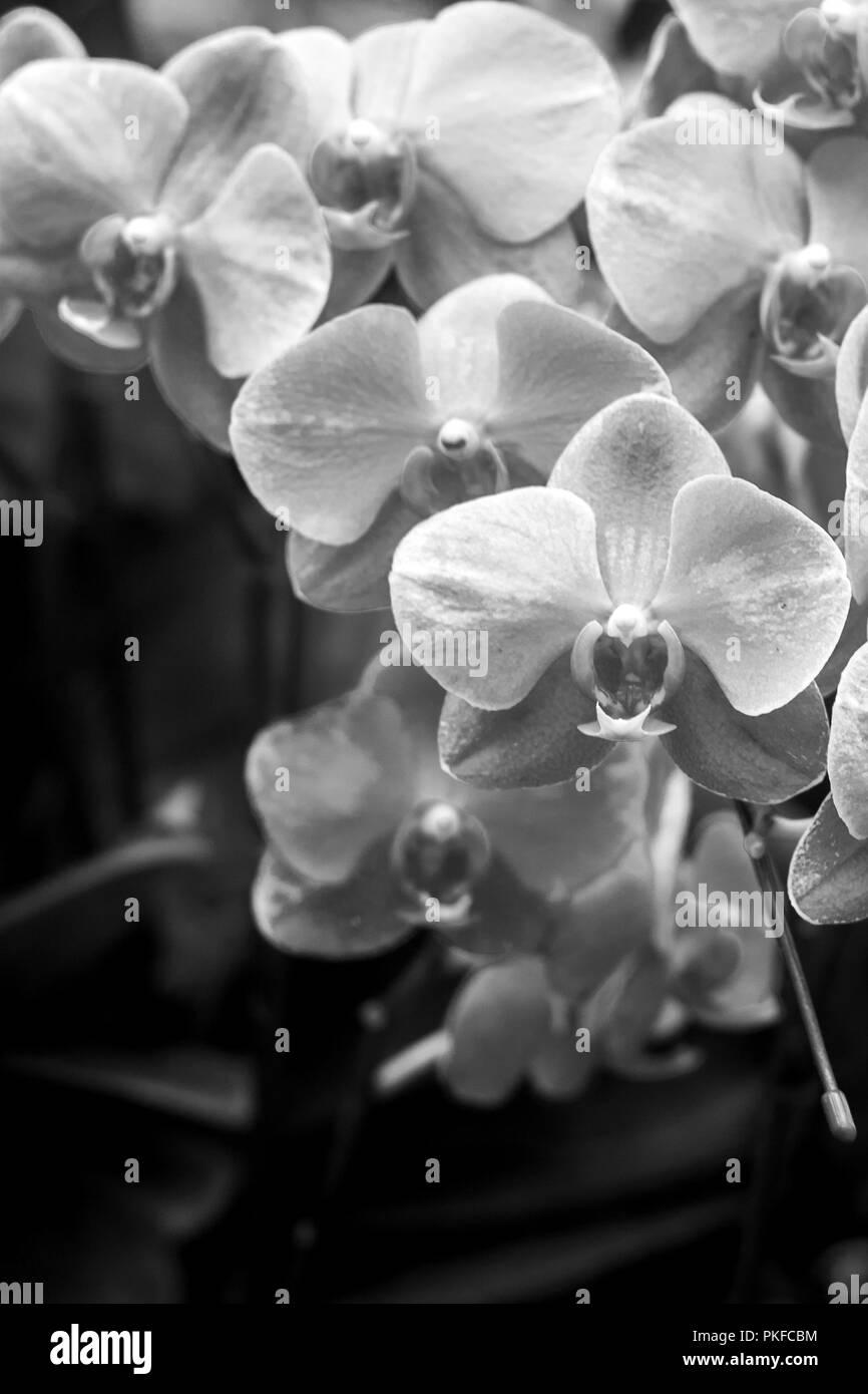 La fotografia in bianco e nero : orchidea / Orchid la fotografia in bianco e nero Foto Stock
