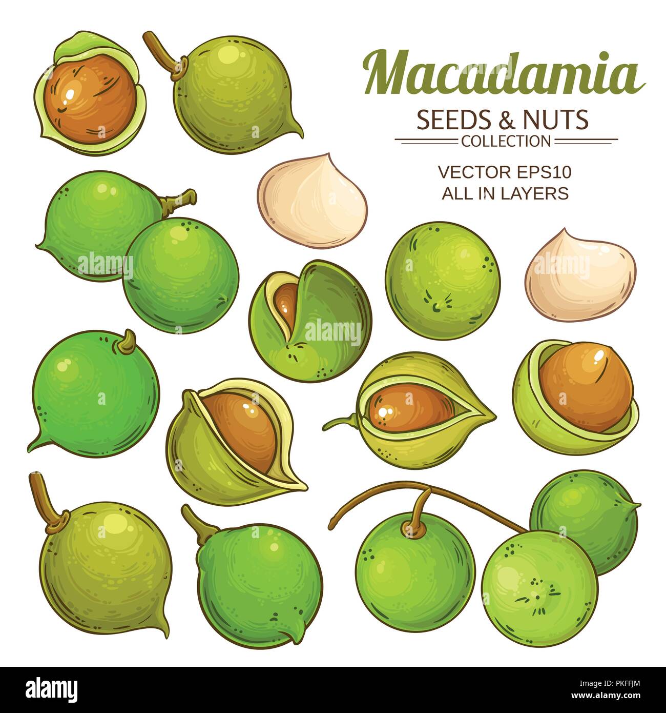 Impianto di macadamia vettore isolato su sfondo bianco Illustrazione Vettoriale