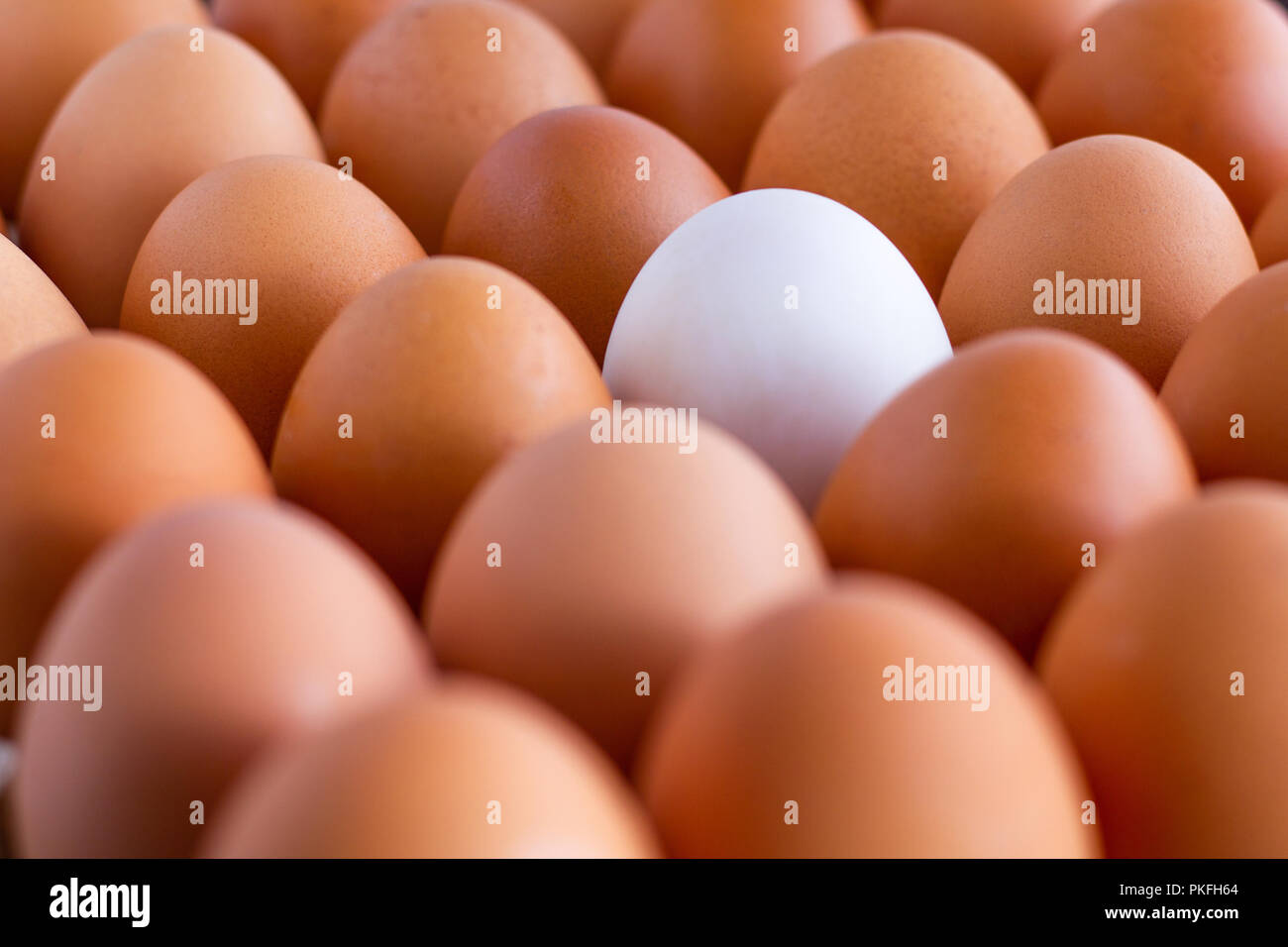 Uova di gallina e un uovo di anatra. Foto Stock