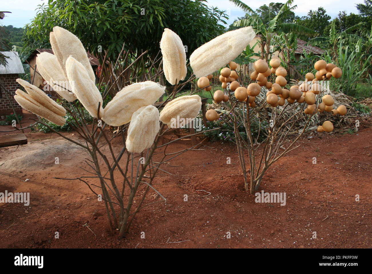 Spugne di Loofah & zucche in vendita lungo l autostrada Kampala-Masaka, Uganda Foto Stock