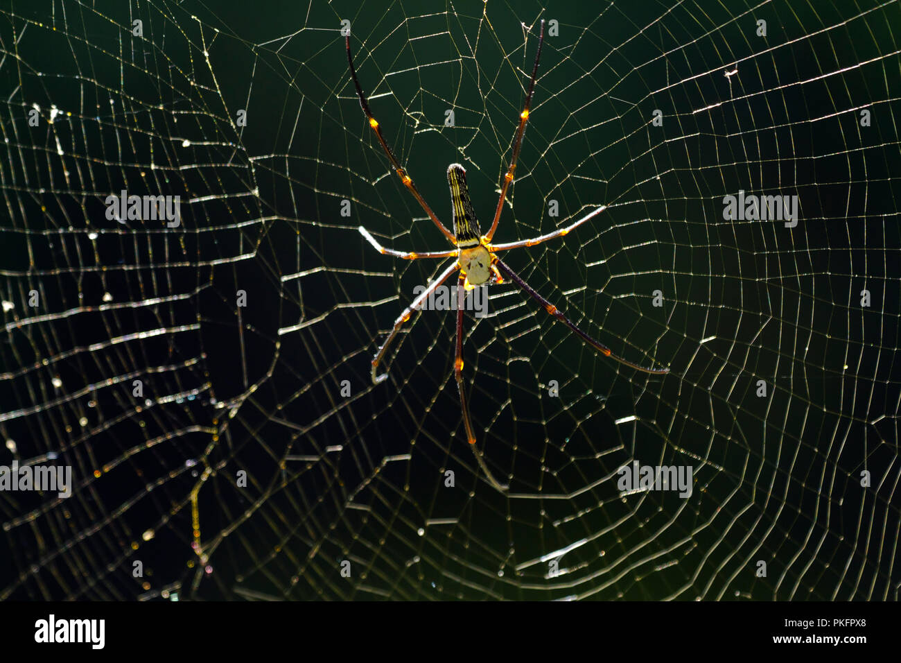 La seta spider (Nephila pilipes), il Doi Inthanon, Chiang Mai, Thailandia Foto Stock