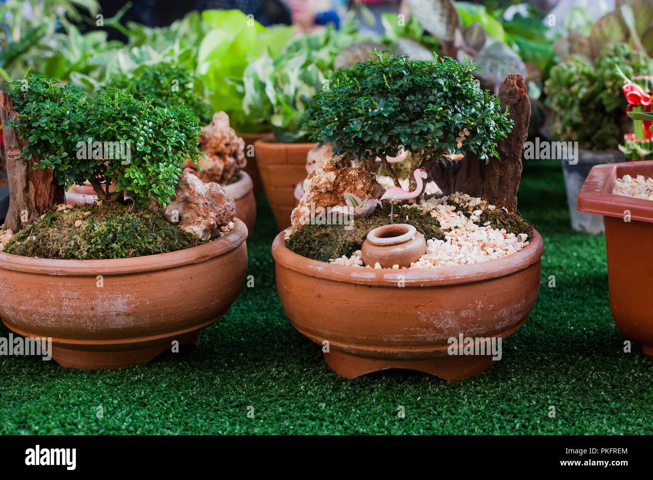Decorativi piccoli buxus sempervirens bonsai vasi da fiori in vendita sul  mercato di strada. Mini giardino ornamentale in vaso Foto stock - Alamy