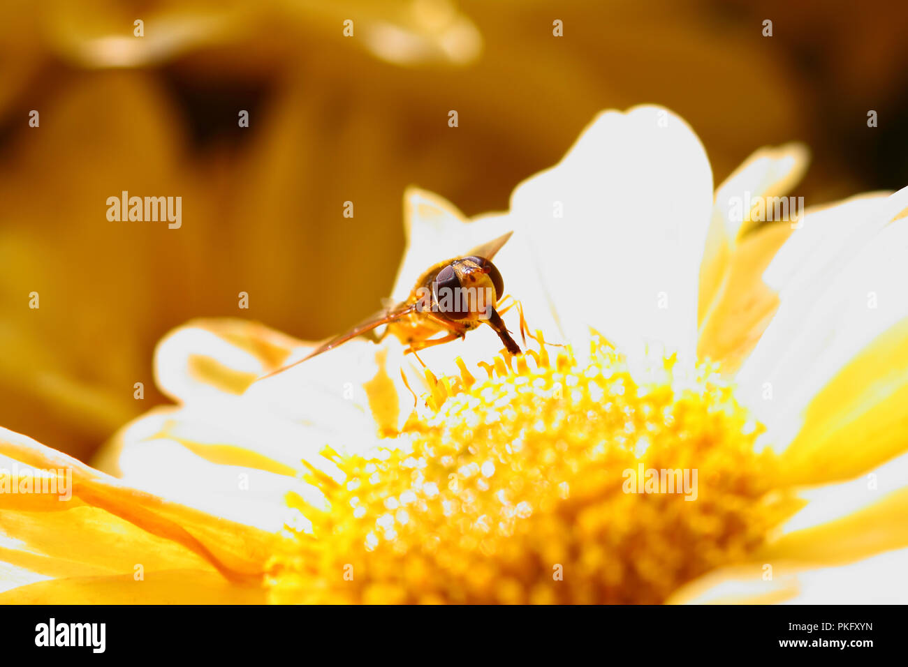 Hover fly di impollinazione fiore del crisantemo Foto Stock