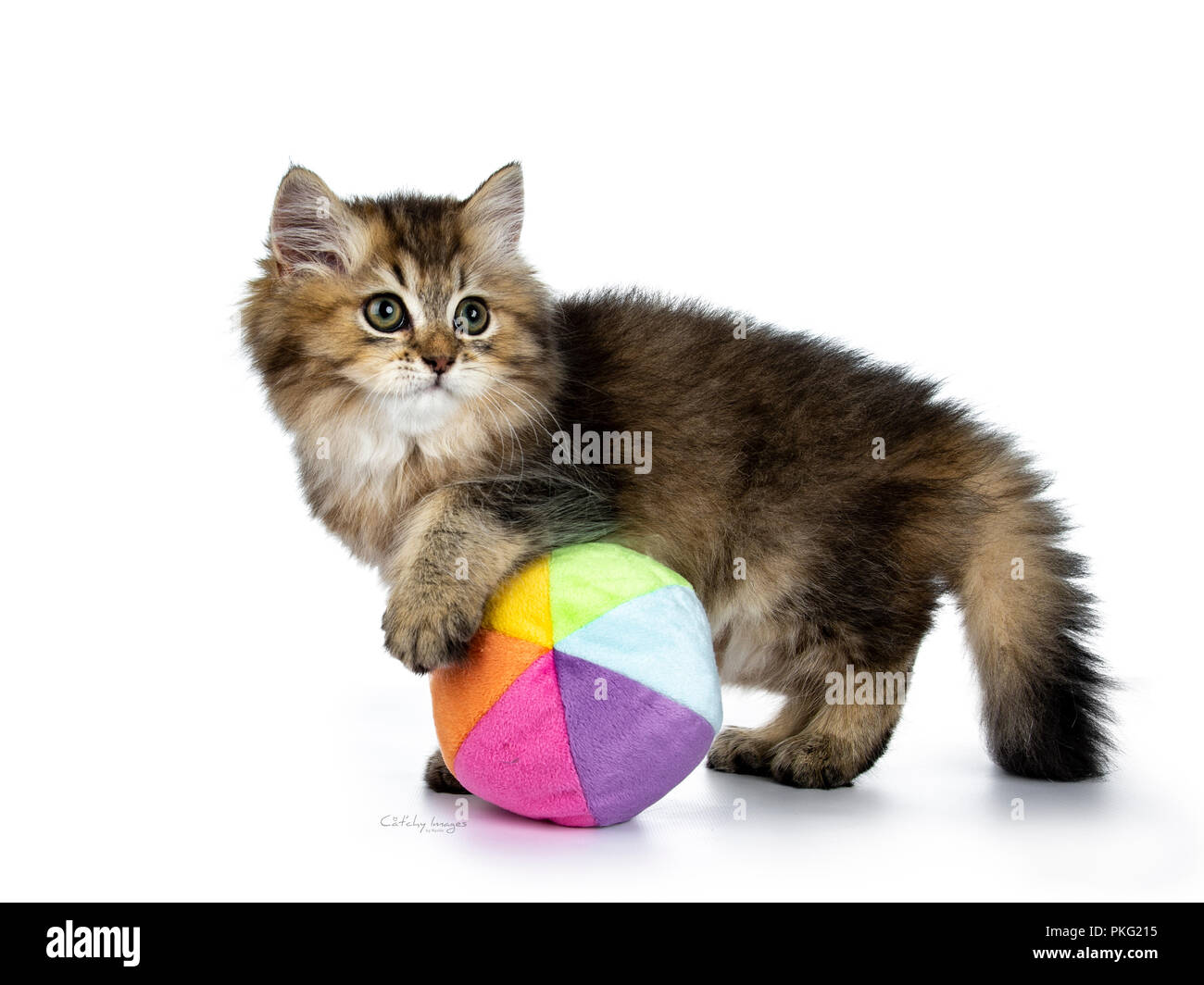 Fluffy British Longhair gattino riproduzione modi laterale con una colorata morbida palla, guardando al lato telecamera, isolati su sfondo bianco Foto Stock