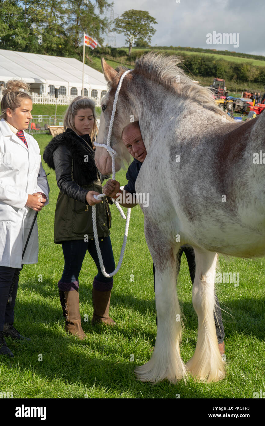 Lake District, UK. Xiii Sep 2018. Un uomo mette la sua testa sotto un cavallo il collo a Westmorland County Show 2018 Credit: SnapImages/Alamy Live News Foto Stock