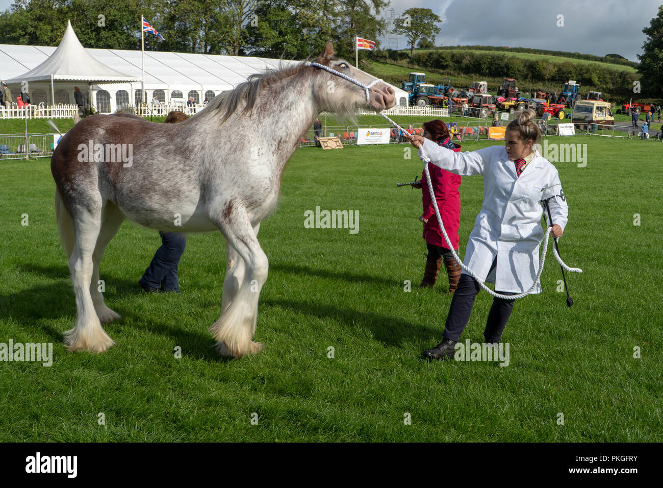 Lake District, UK. Xiii Sep 2018. Una donna conduce un cavallo pesante a Westmorland County Show 2018 Credit: SnapImages/Alamy Live News Foto Stock