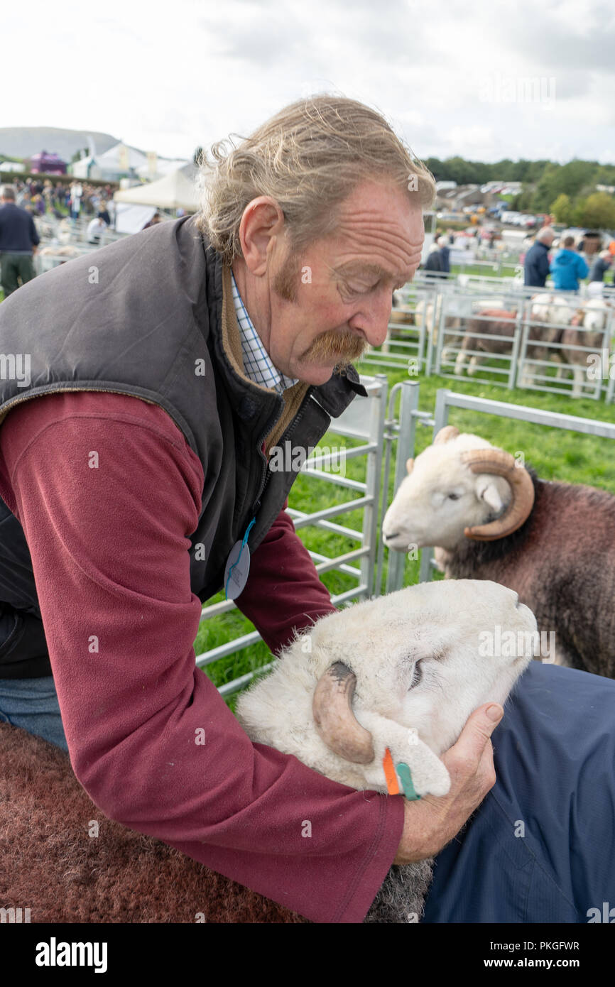 Lake District, UK. Xiii Sep 2018. Un uomo detiene una pecora a Westmorland County Show 2018 Credit: SnapImages/Alamy Live News Foto Stock