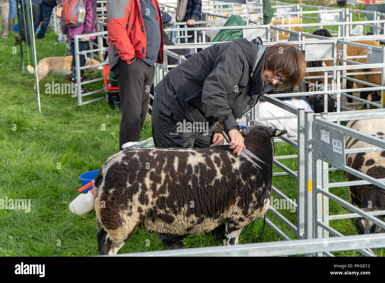 Lake District, UK. Xiii Sep 2018. Una donna ritaglia un vello di pecore a Westmorland County Show 2018 Credit: SnapImages/Alamy Live News Foto Stock