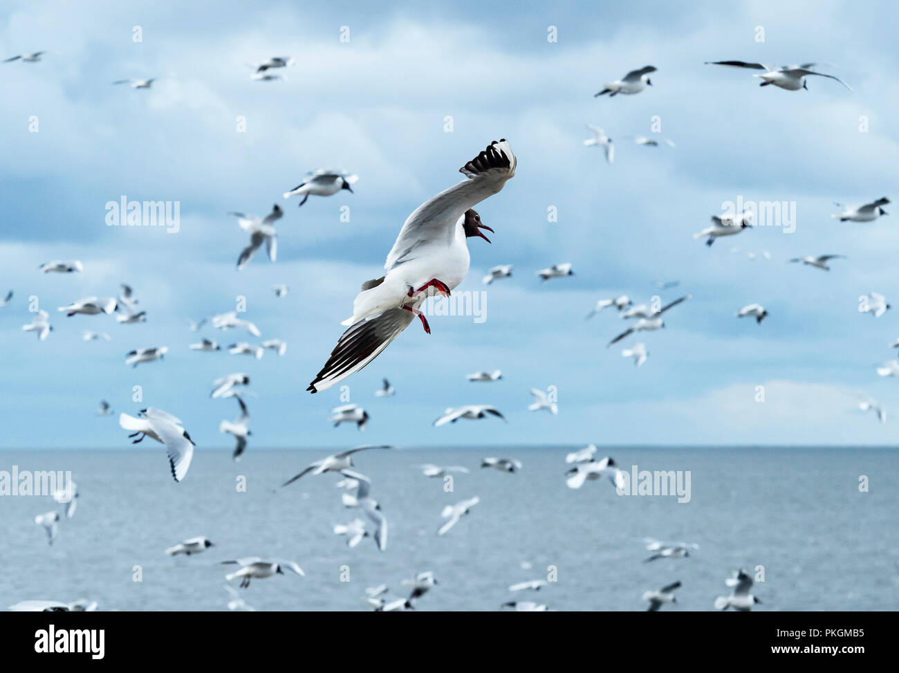 Gregge di a testa nera (gabbiano Chroicocephalus ridibundus) in volo, costa del Mare del Nord, Schleswig-Holstein, Germania Foto Stock