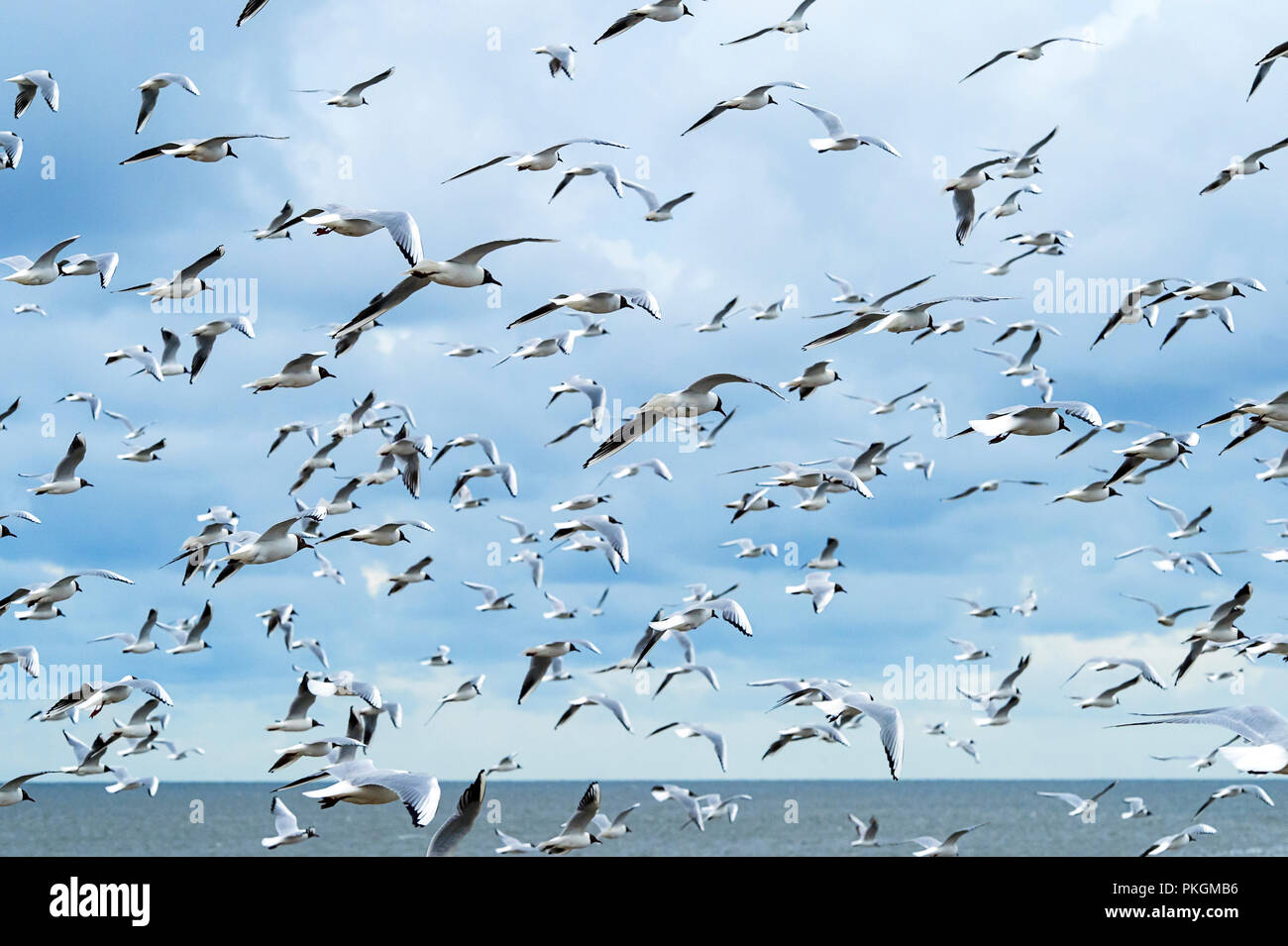 Gregge di a testa nera (gabbiano Chroicocephalus ridibundus) in volo, costa del Mare del Nord, Schleswig-Holstein, Germania Foto Stock