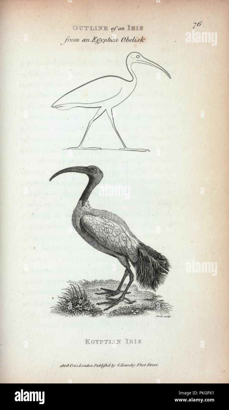 Vintage artwork dotate di uccelli Foto Stock