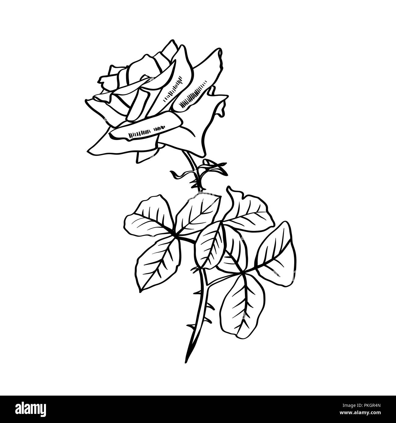 Rose di linea di contorno di illustrazione. Fiore spinato con foglie. Rose  disegno a matita. Fiore giardino sketch. Cartolina, logo, coprire tattoo  floreali elemento di design. Il vettore isolato su sfondo bianco