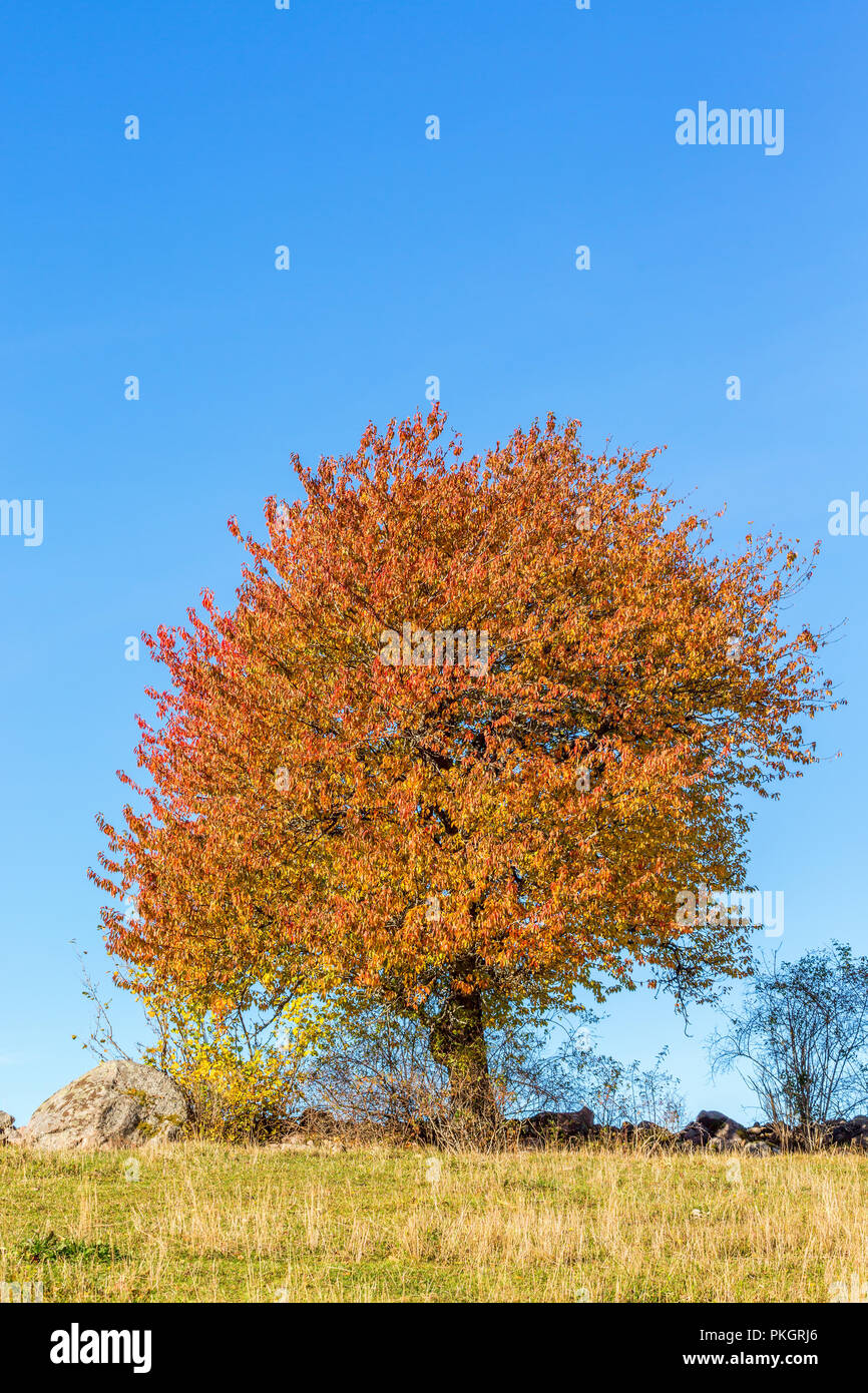 Albero solitario con colori autunnali su una collina Foto Stock