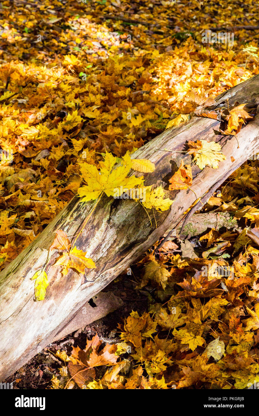 Foglie di autunno su un registro nel bosco Foto Stock