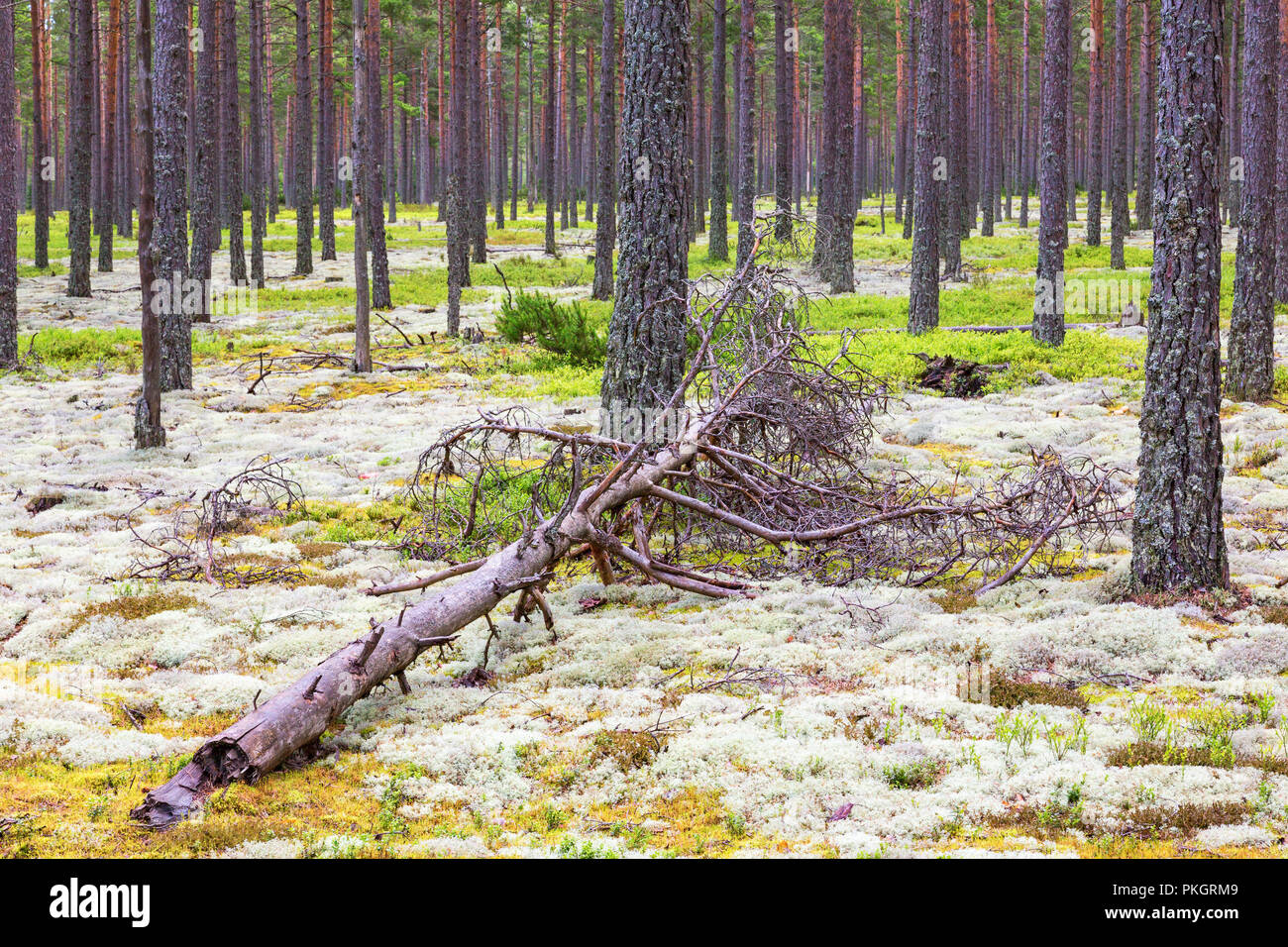Caduto albero di pino nella foresta con il lichen Foto Stock