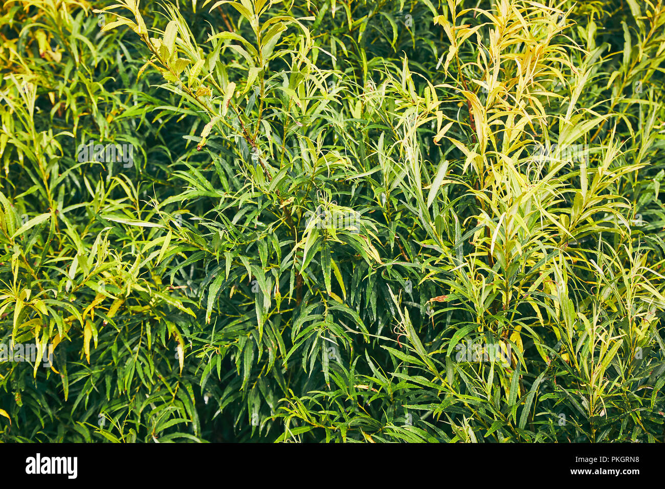 Sfondo naturale da foglie verdi pattern. Foglie verdi texture Foto Stock