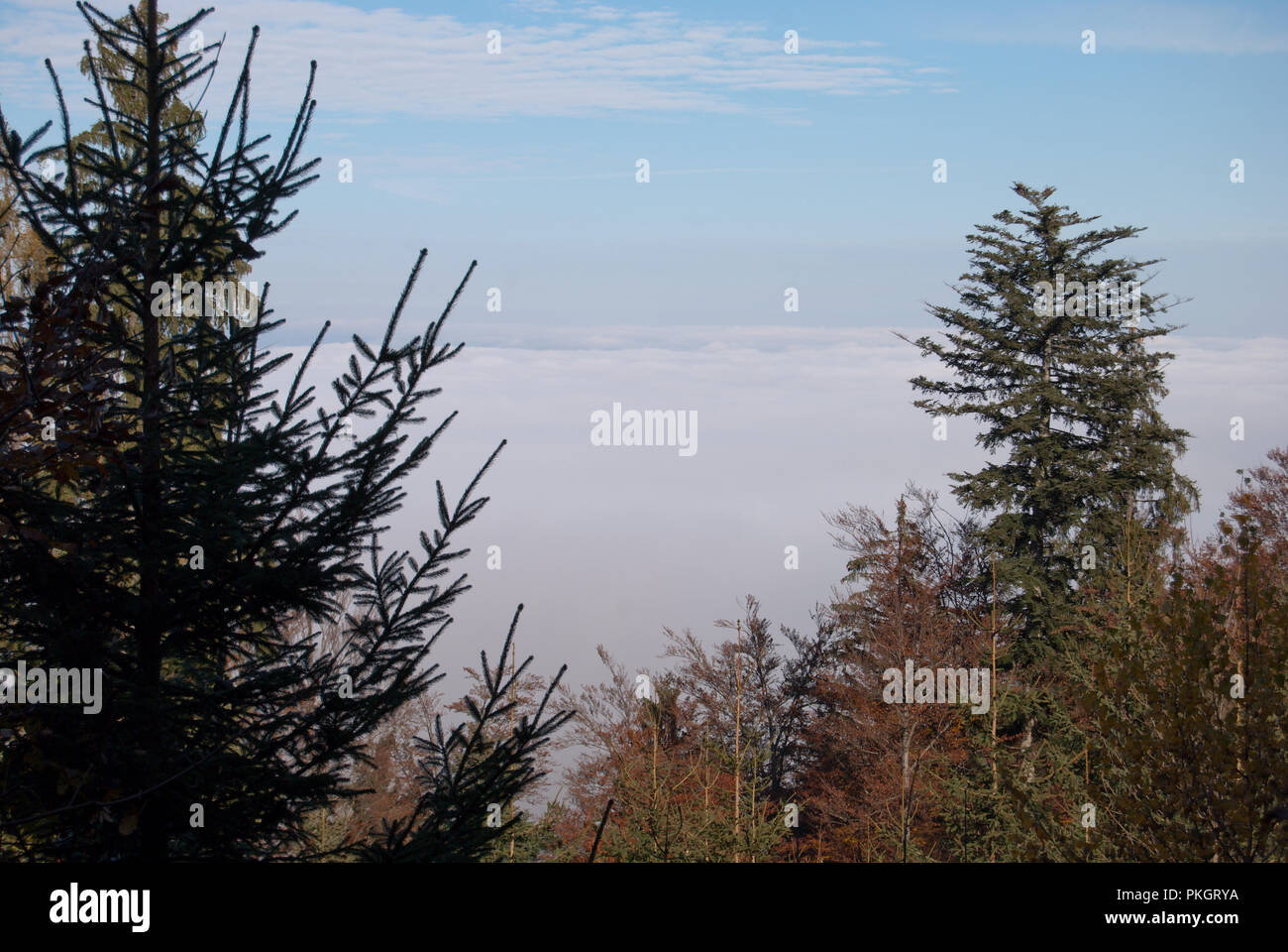 Paesaggio autunnale sulla montagna con bosco misto in luminoso soleggiato sopra il coperchio di nebbia. Foto Stock