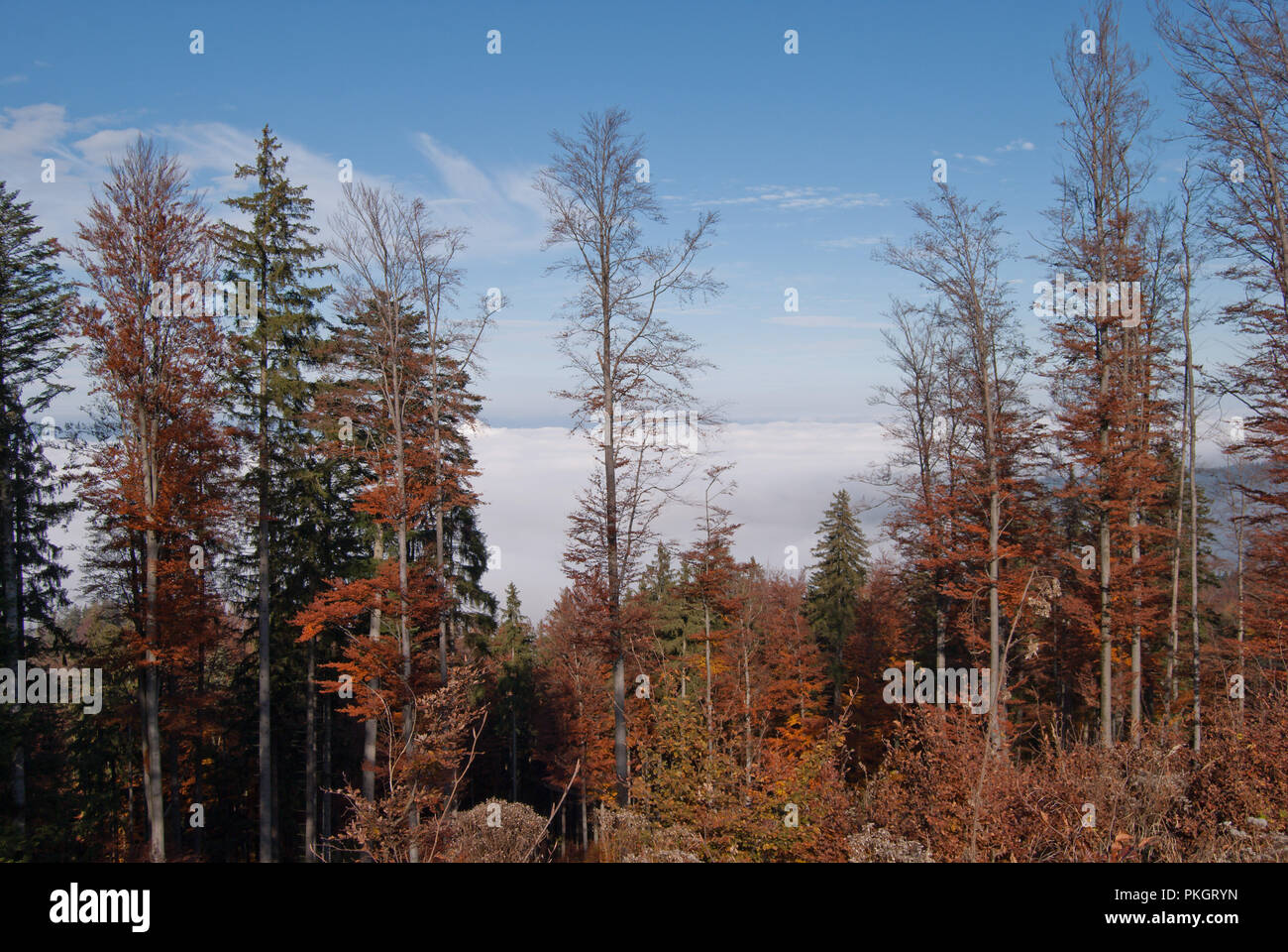 Paesaggio autunnale sulla montagna con bosco misto in luminoso soleggiato sopra il coperchio di nebbia. Foto Stock