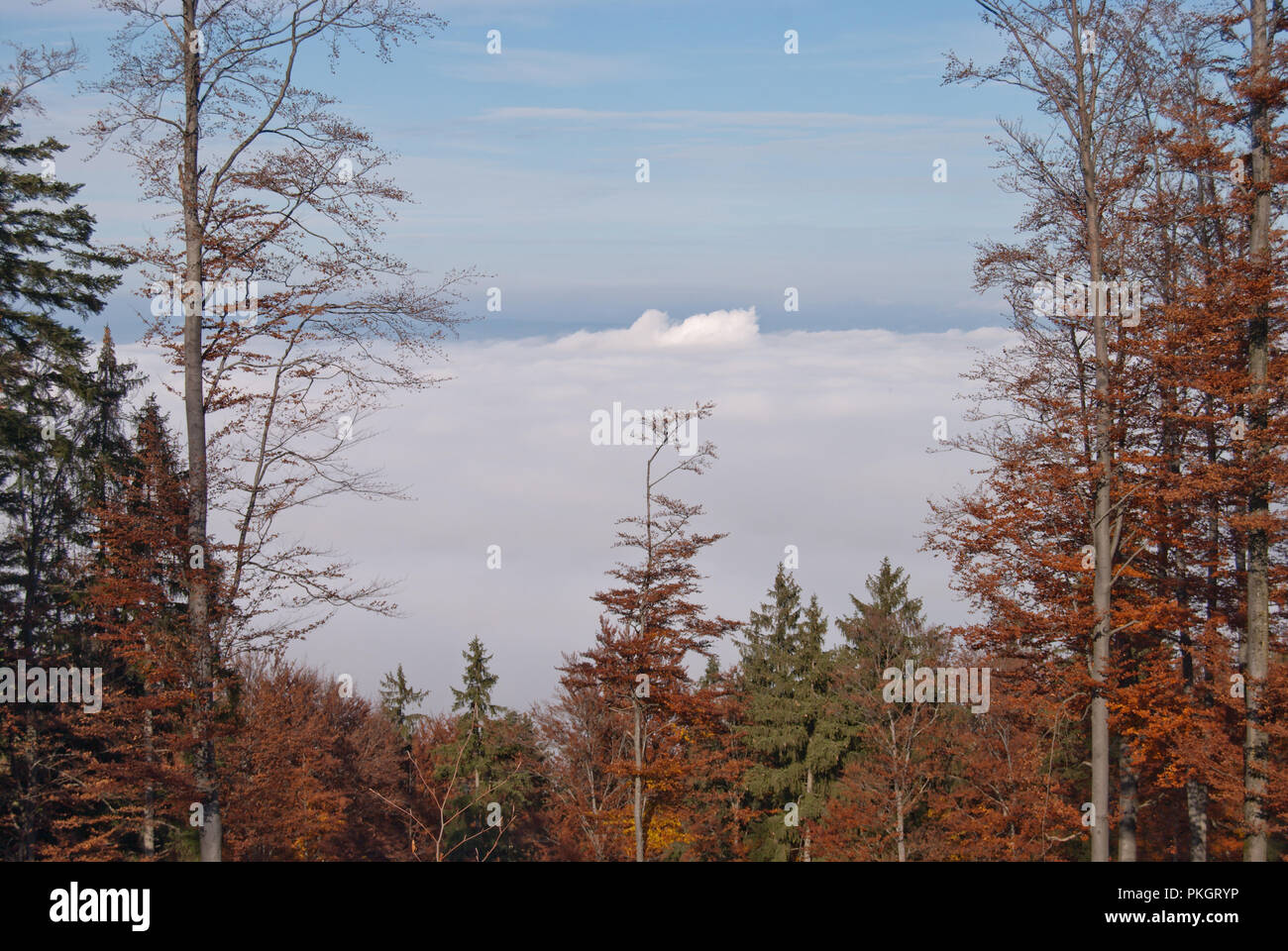 Paesaggio autunnale sulla montagna con bosco misto in luminoso soleggiato sopra il coperchio di nebbia. Foto Stock