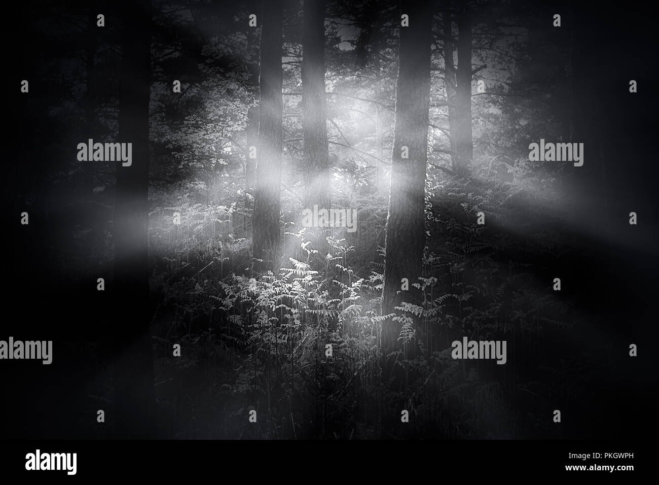 Misteriosa nebbia fitta di boschi all'alba Foto Stock