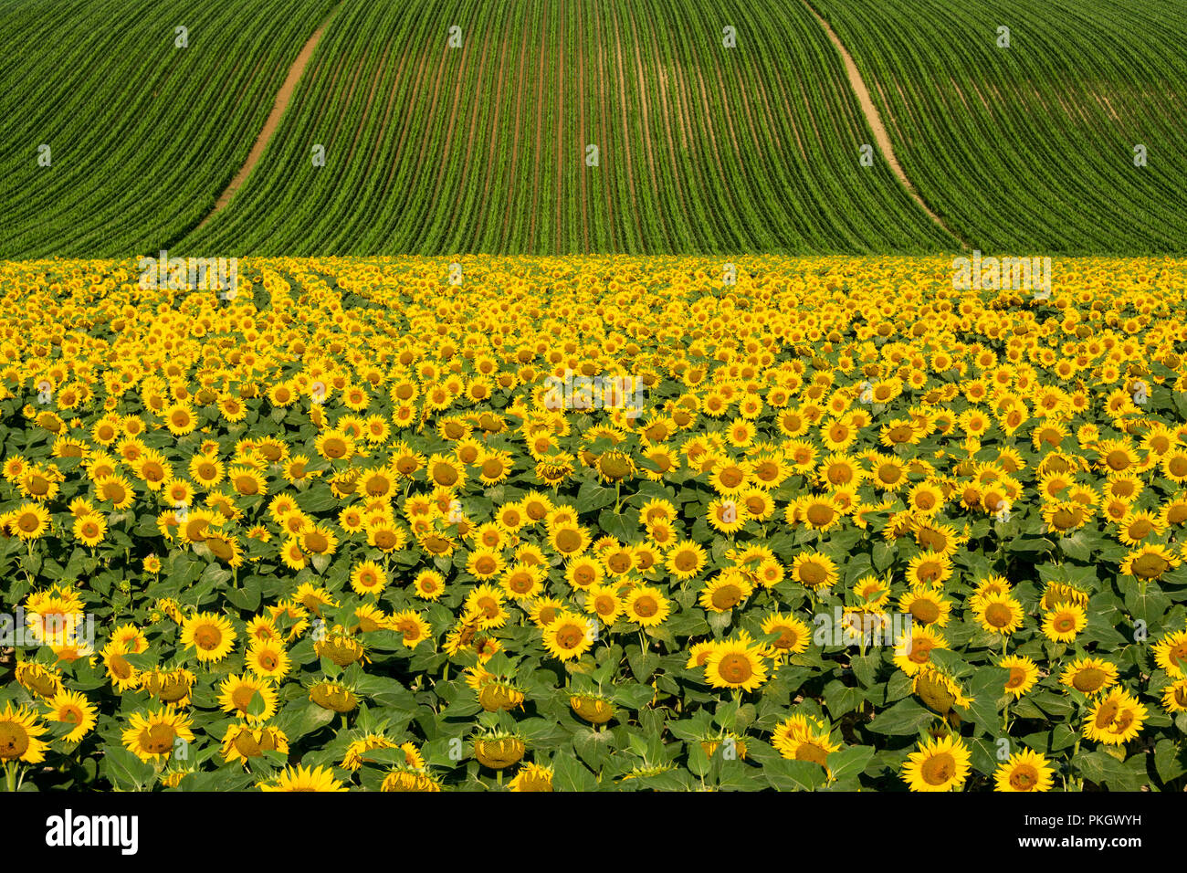 Campo di girasoli e mais, Limagne pianura, Puy de Dome reparto, Auvergne Rhone Alpes, Francia, Europa Foto Stock