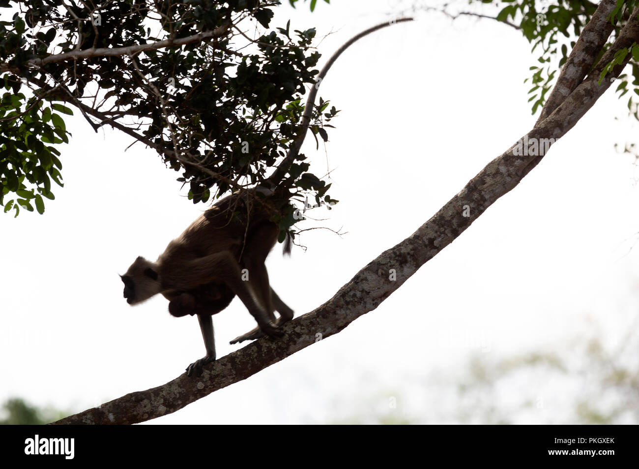 Una femmina grigio (langur Semnopithecus entellus) in Wilpattu National Park, Sri Lanka. Una scimmia bambino aggrappato alla sua madre come adulto corre attraverso un crusca Foto Stock