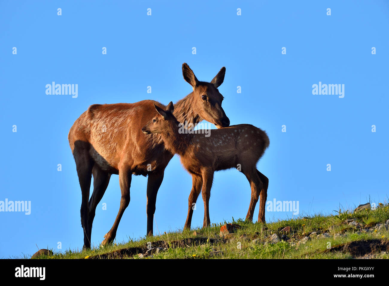 Una madre elk ( Cervus canadensis), essendo affettuoso al suo vitello giovane su un crinale di montagna nelle zone rurali di Alberta in Canada Foto Stock