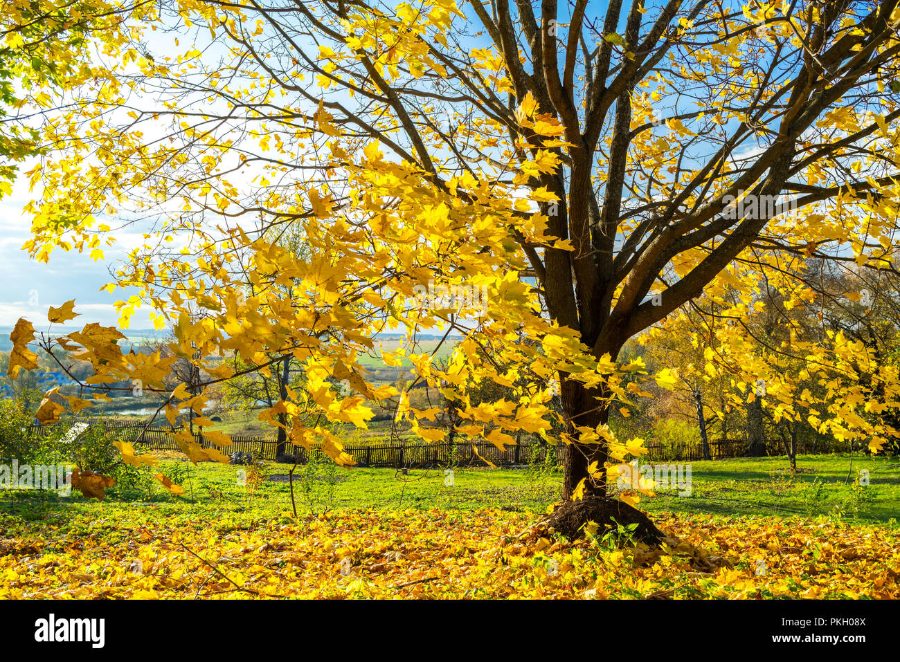 Colori d'autunno tree Foto Stock Colori d'autunno tree Foto Stock