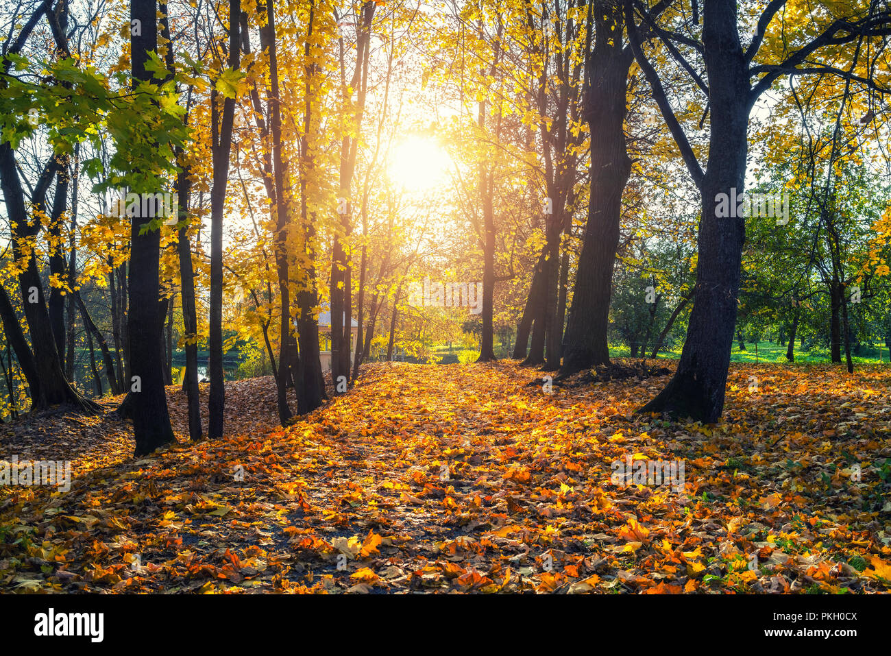 Sunny Autunno nel parco Foto Stock Sunny Autunno nel parco Foto Stock