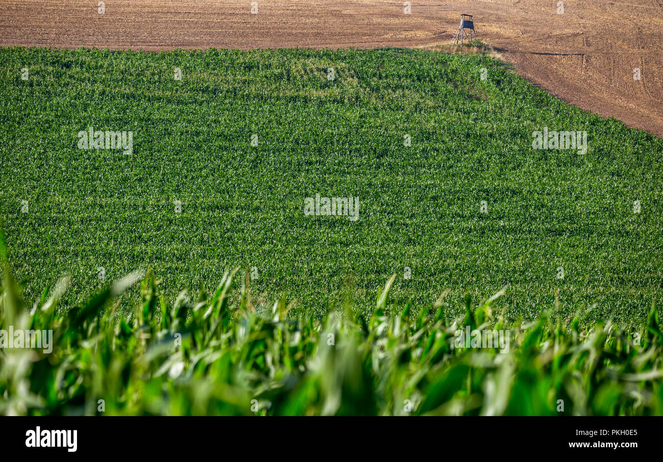 Il paesaggio agricolo sul giorno di estate prima del tramonto. Le raccolte campo bruscamente definisce il campo verde del mais. Boemia centrale, Republ ceca Foto Stock