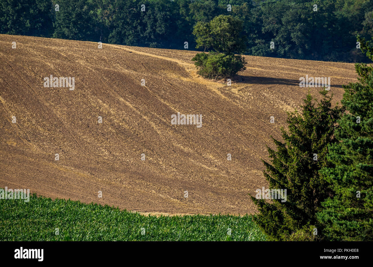 Il paesaggio agricolo sul giorno di estate prima del tramonto. Le raccolte campo bruscamente definisce il campo verde del mais. Boemia centrale, Republ ceca Foto Stock